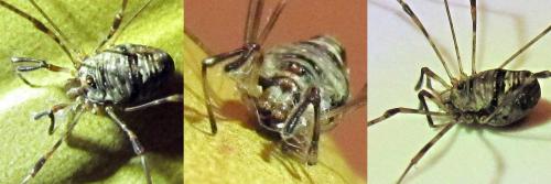 Dicranopalpus ramosus